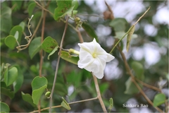 Rivea hypocrateriformis